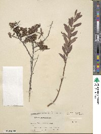 Spiraea hypericifolia image