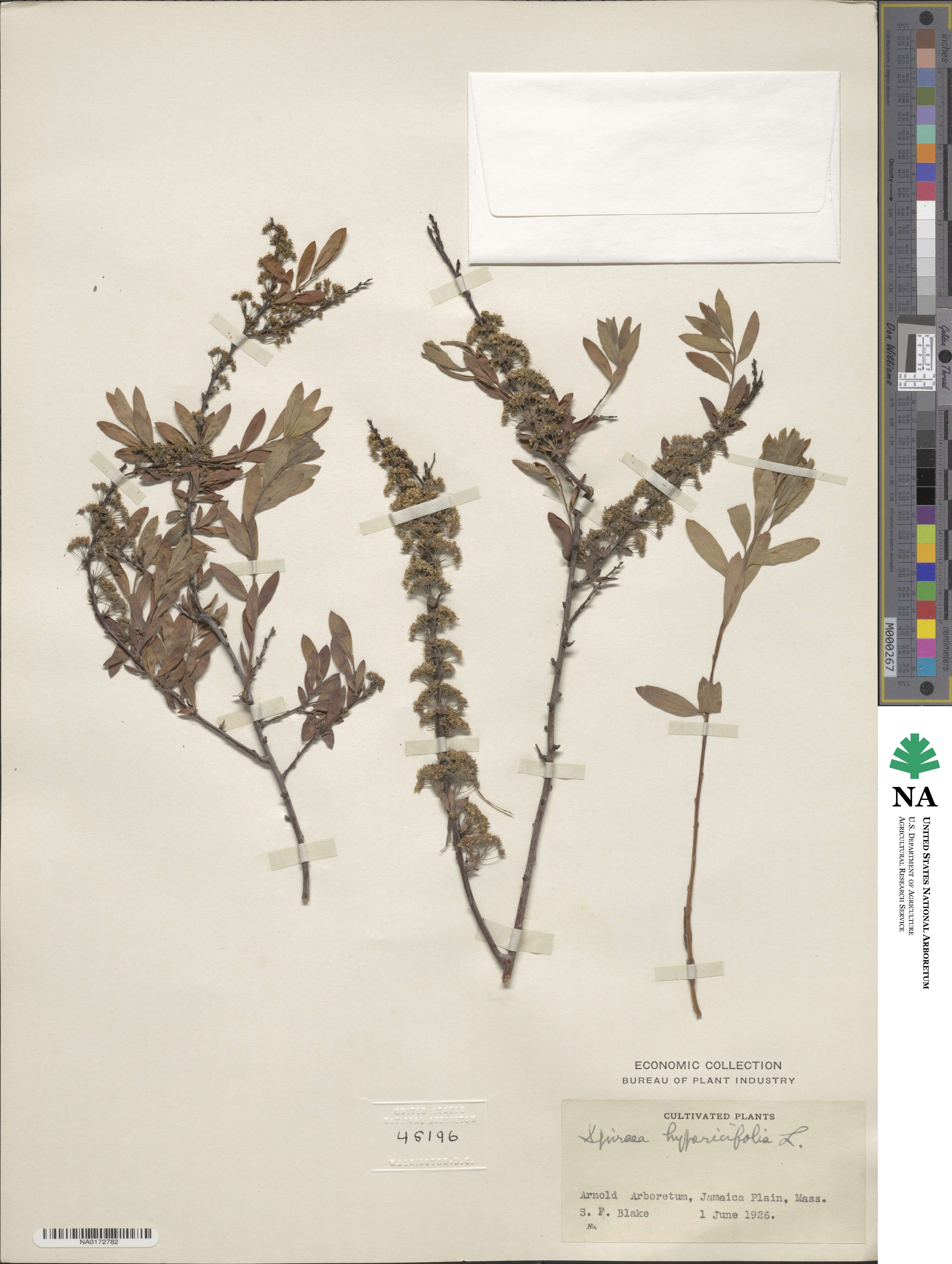 Spiraea hypericifolia image