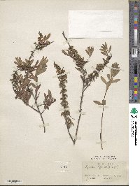 Spiraea hypericifolia image