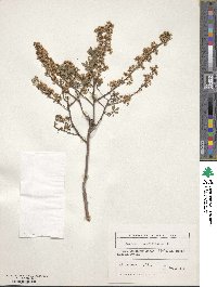 Spiraea hypericifolia image