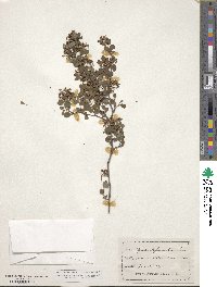 Spiraea hypericifolia image