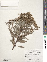 Spiraea japonica image