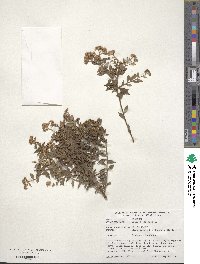 Spiraea japonica image