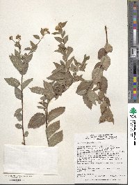 Spiraea japonica image