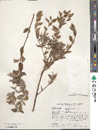 Spiraea japonica image