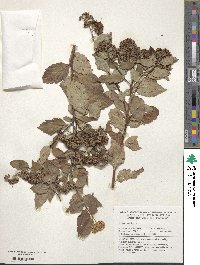 Spiraea japonica image