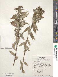 Spiraea japonica image