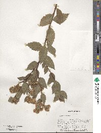 Spiraea japonica image