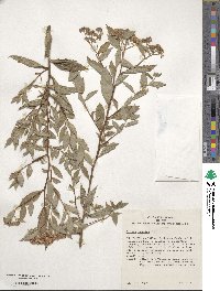 Spiraea japonica image