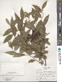 Spiraea japonica image