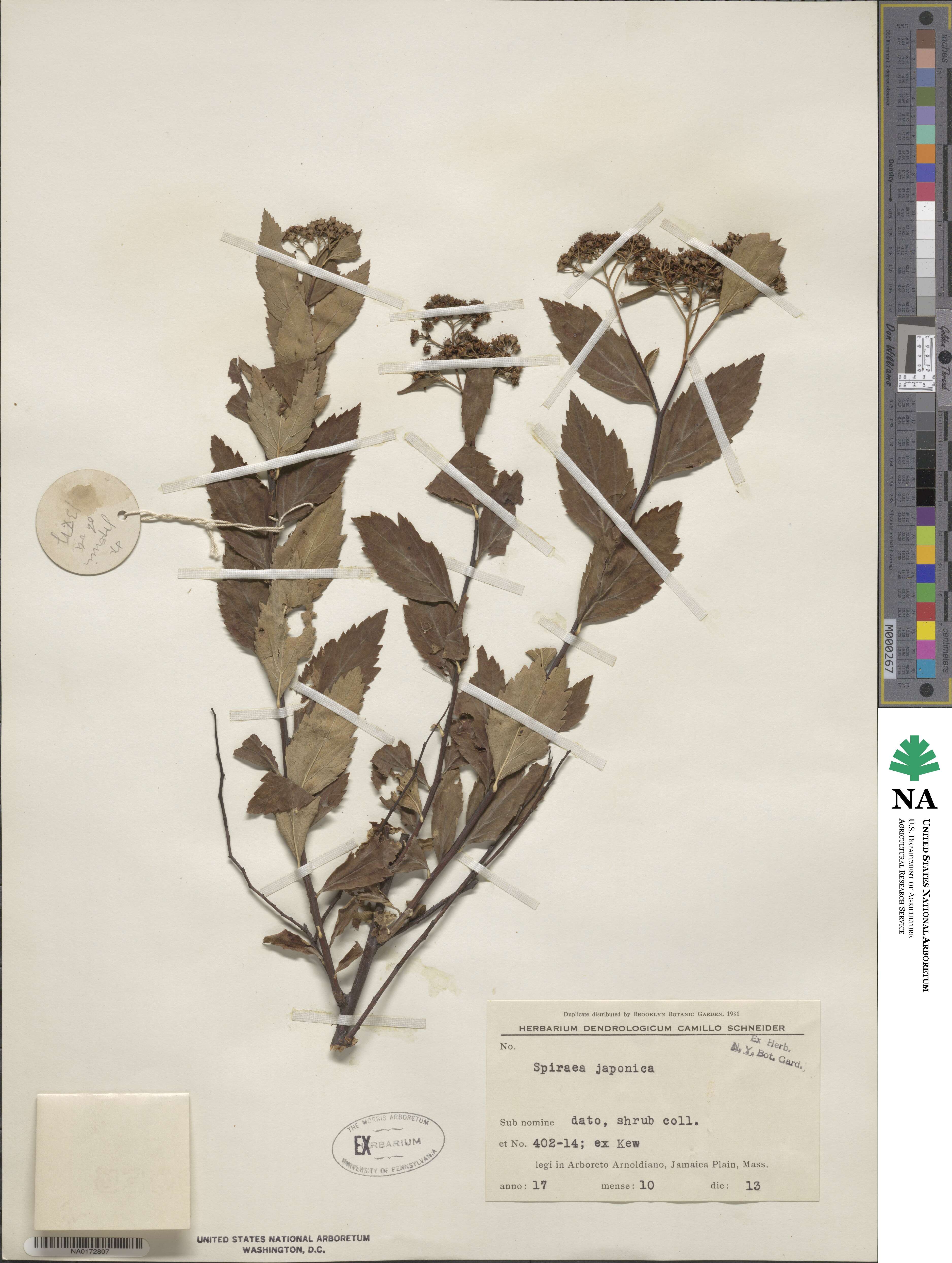 Spiraea japonica image