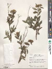 Spiraea japonica image