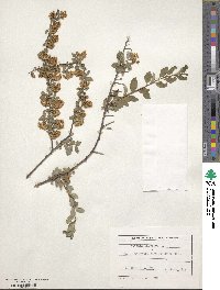 Spiraea japonica image