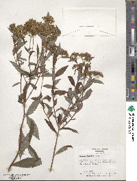 Spiraea japonica image