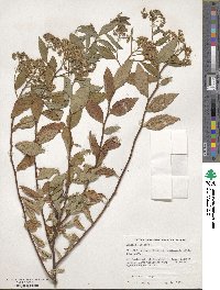 Spiraea japonica image