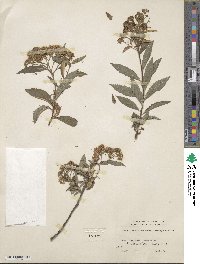 Spiraea japonica image