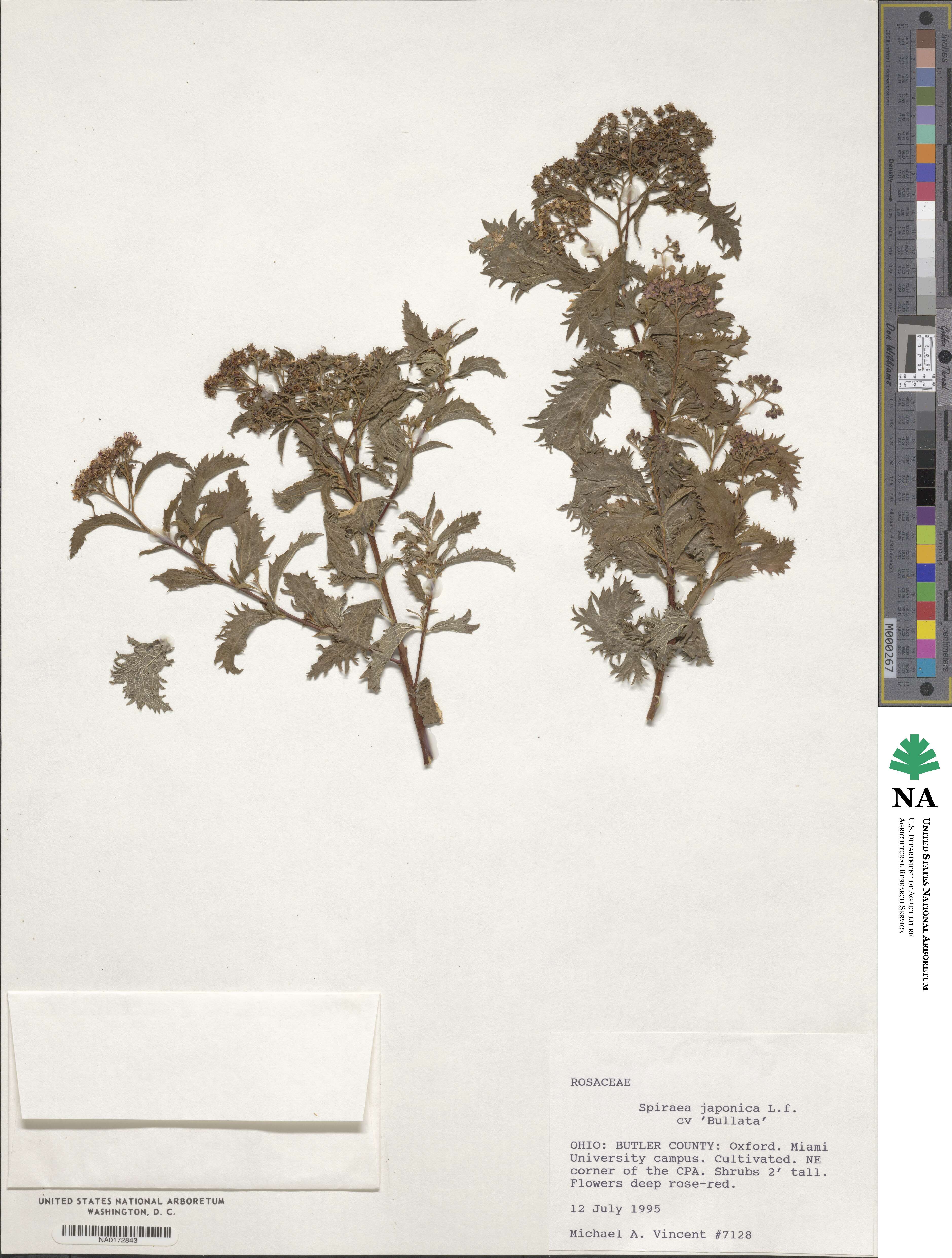 Spiraea japonica image