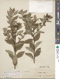 Spiraea ovalifolia image