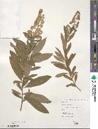 Spiraea alba var. latifolia image