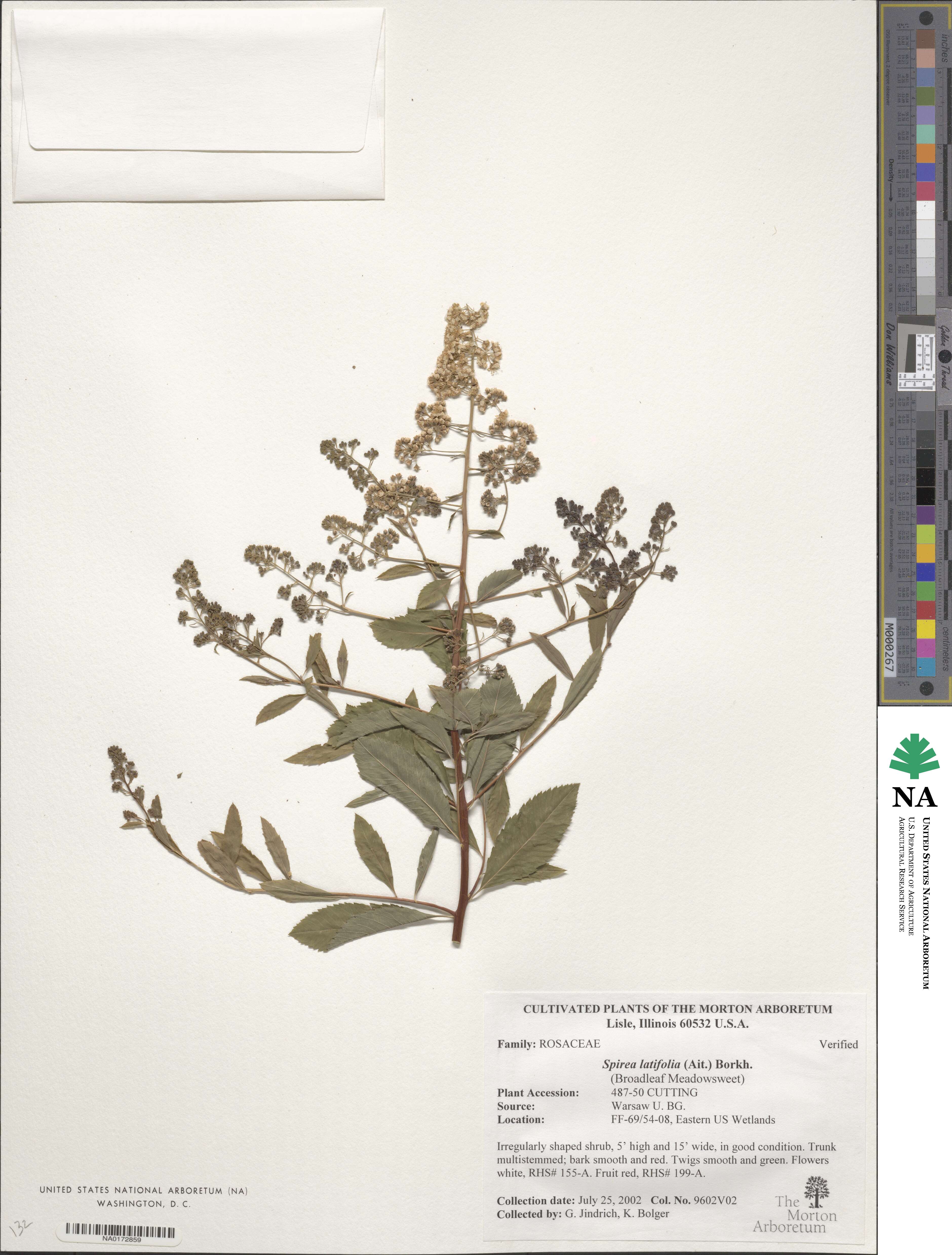Spiraea alba var. latifolia image