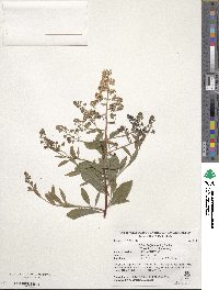 Spiraea alba image