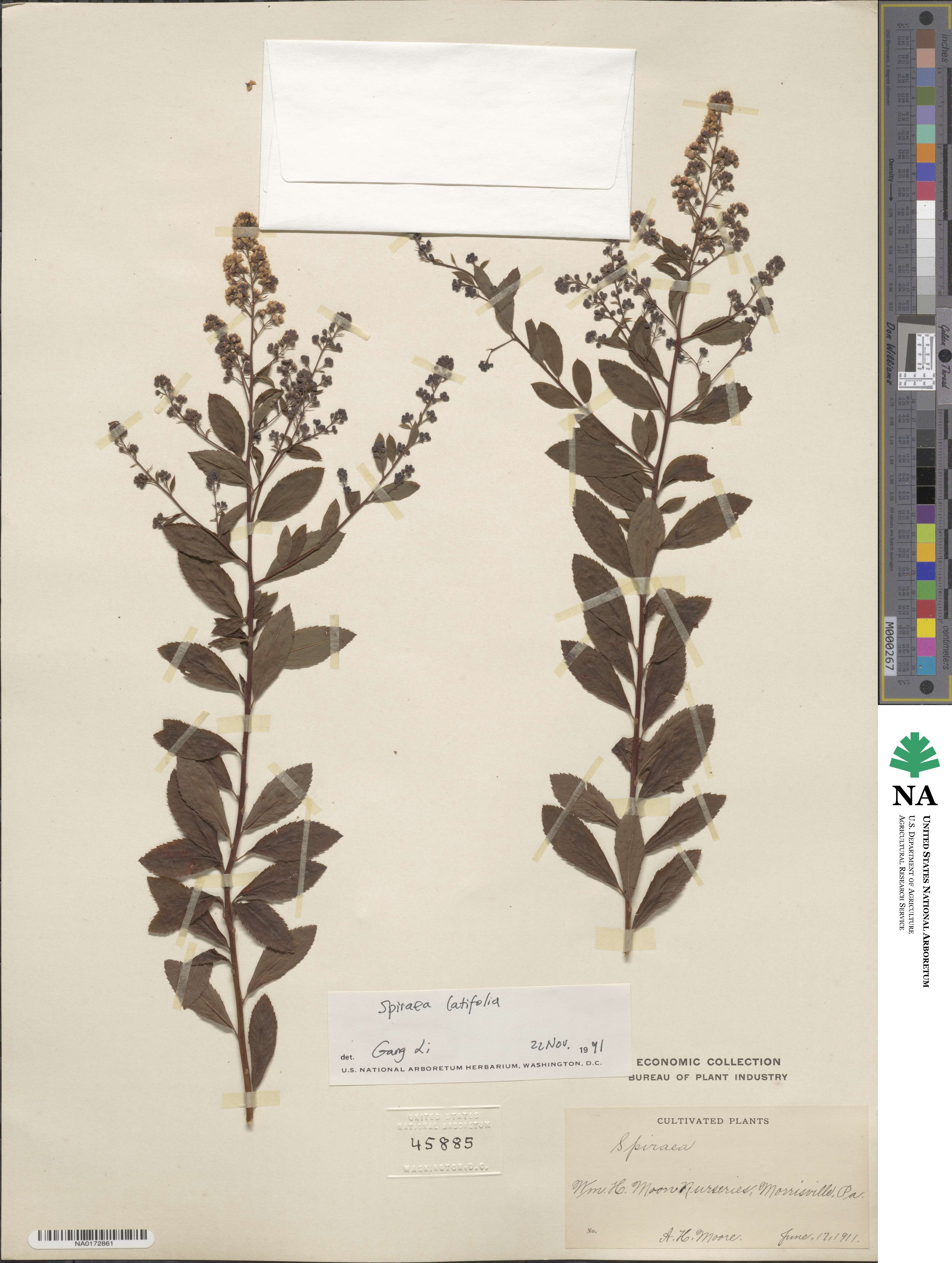 Spiraea alba var. latifolia image