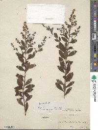 Spiraea alba image