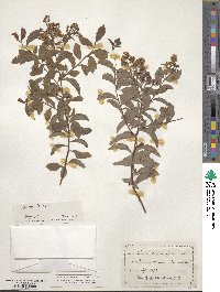 Spiraea alba var. latifolia image