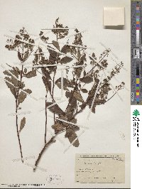 Spiraea alba image