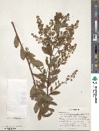 Spiraea alba var. latifolia image