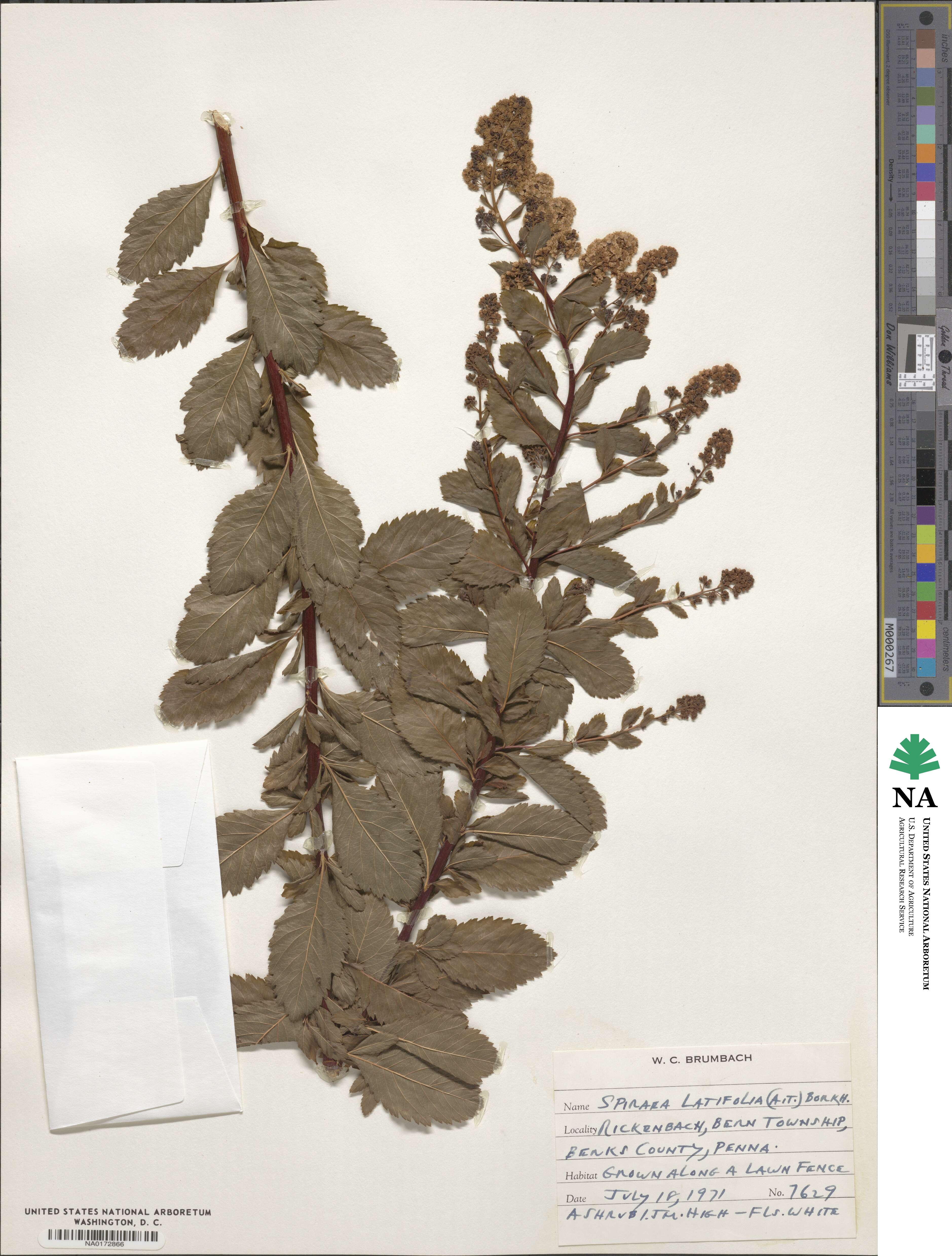 Spiraea alba var. latifolia image