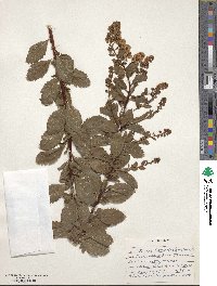 Spiraea alba var. latifolia image