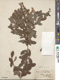 Spiraea alba image