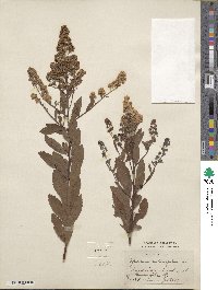 Spiraea alba var. latifolia image