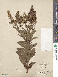 Spiraea alba image