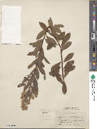 Spiraea alba image