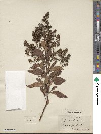 Spiraea alba var. latifolia image