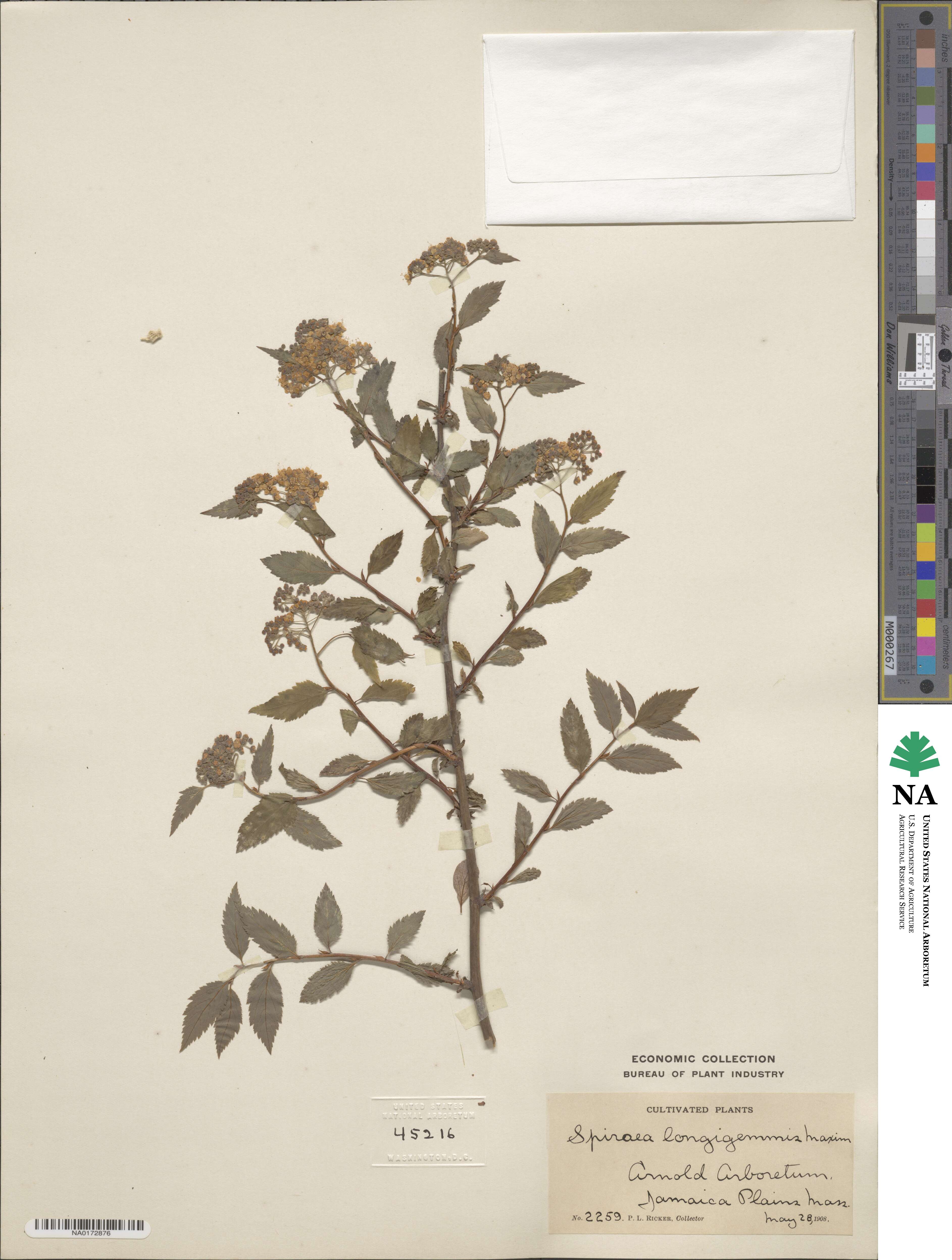 Spiraea longigemmis image