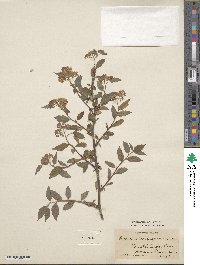 Spiraea longigemmis image