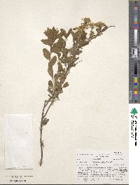 Spiraea media image