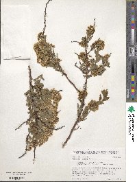 Spiraea media image