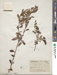 Spiraea media image