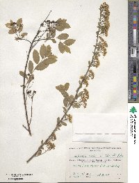 Spiraea media image