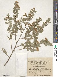 Spiraea media image