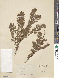 Spiraea media image