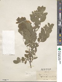 Spiraea media image