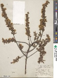 Spiraea media image