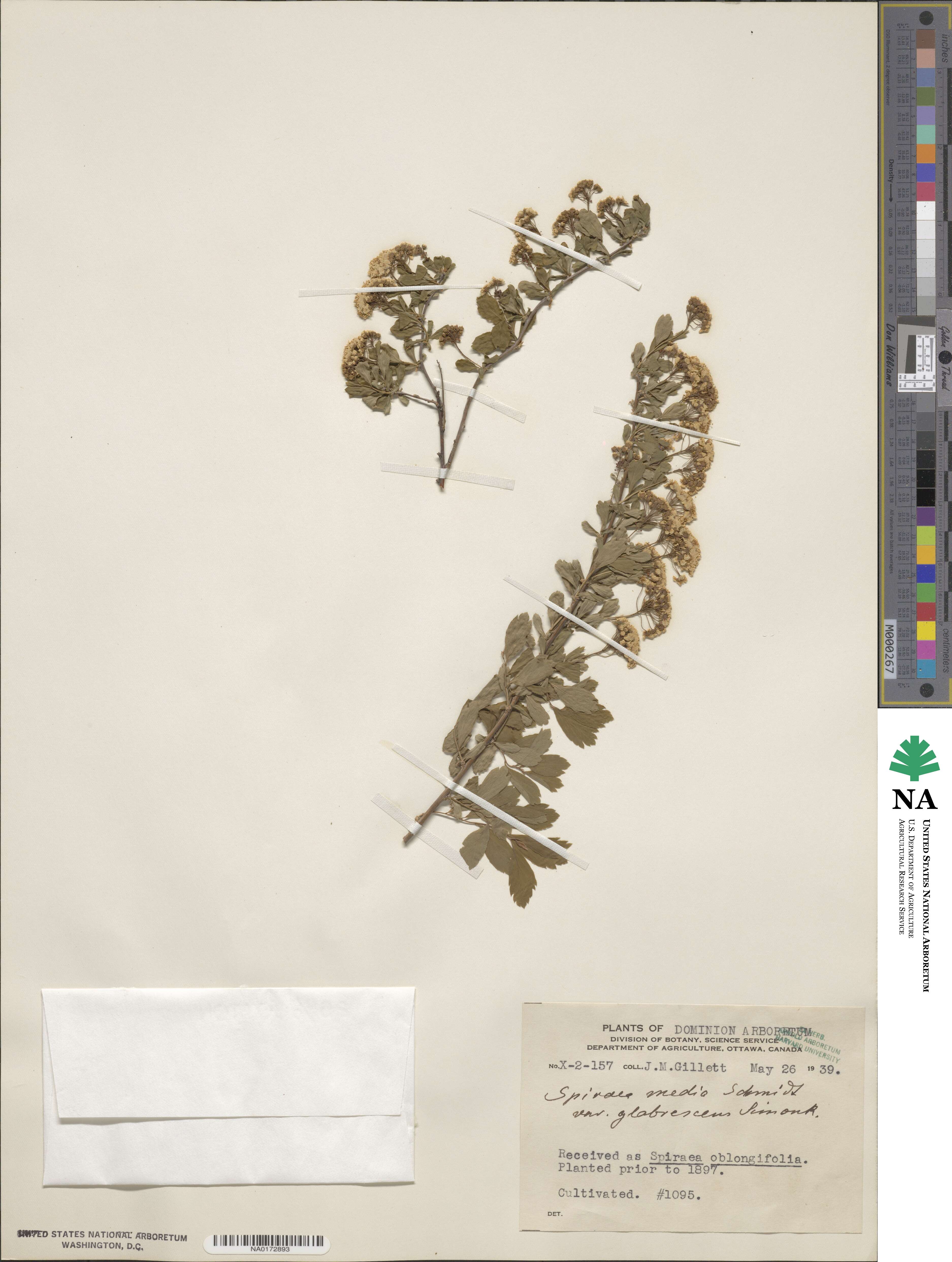 Spiraea media subsp. media image
