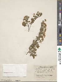 Spiraea media subsp. media image