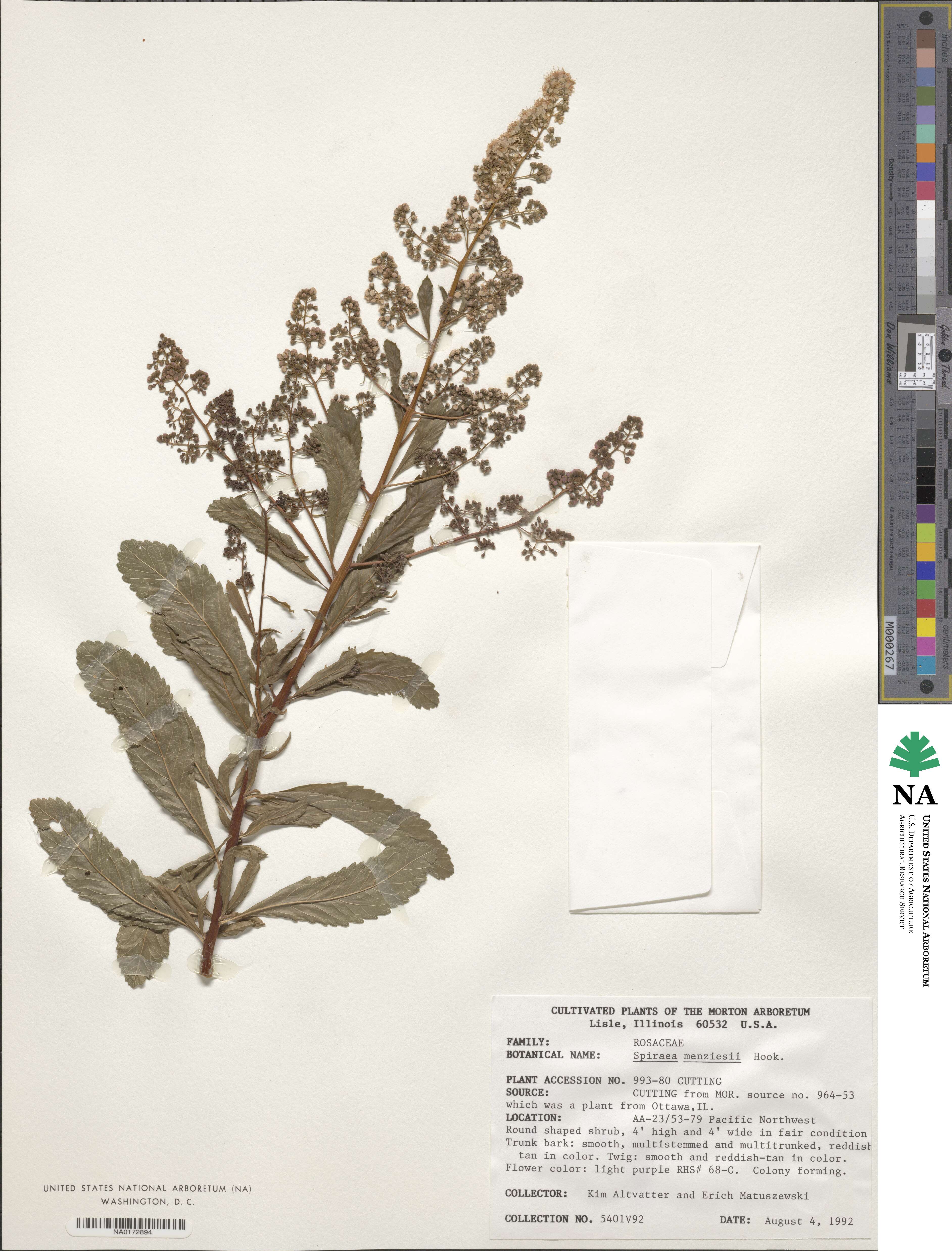 Spiraea douglasii image